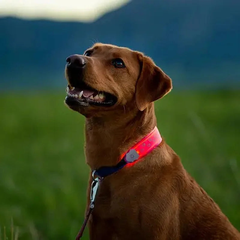 NITEDOG LED COLLAR COVER - Grey