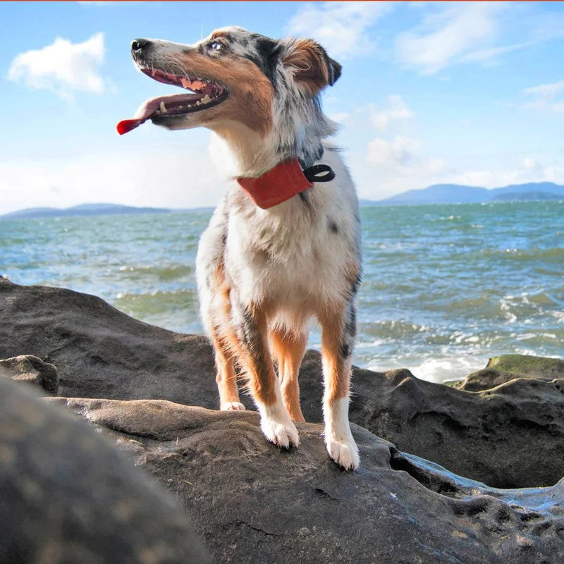 RADDOG ALL-IN-ONE COLLAR LEASH - Red / 40 -45cm (M)