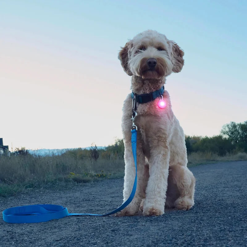 SPOTLIT® RECHARGEABLE COLLAR LIGHT - White
