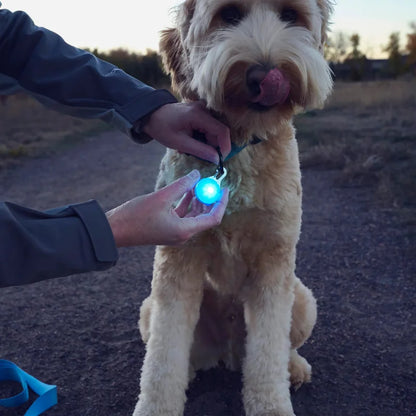 SPOTLIT® RECHARGEABLE COLLAR LIGHT - Blue