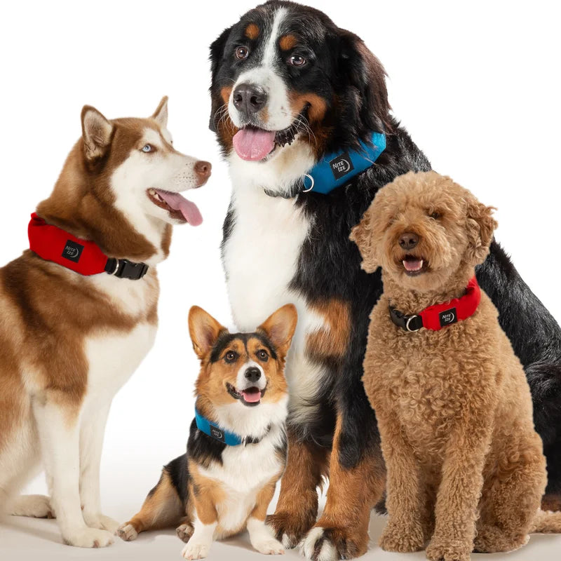 RADDOG ALL-IN-ONE COLLAR LEASH - Red / 40 - 50cm (L)