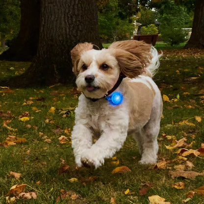 SPOTLIT® RECHARGEABLE COLLAR LIGHT - Blue