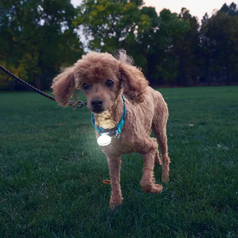 SPOTLIT® RECHARGEABLE COLLAR LIGHT - White