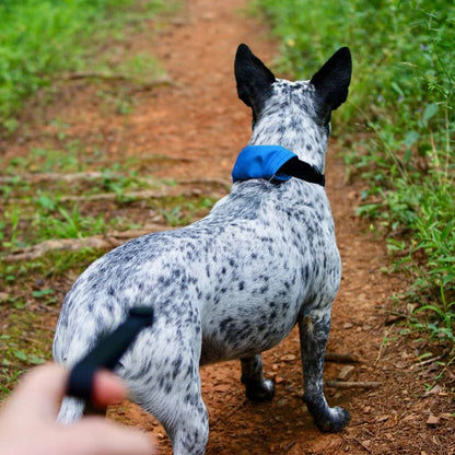 RADDOG ALL-IN-ONE COLLAR LEASH - Red / 40 -45cm (M)